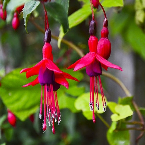 Fuchsia Riccartonii  - фуксия, обичка градинска едроцветна (1529)